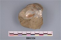 藏品(石蚌類)的圖片